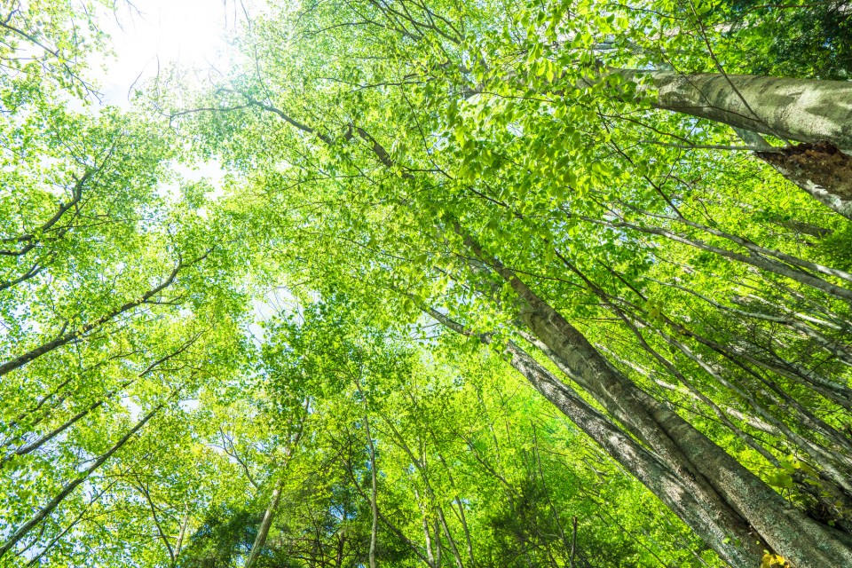 pixta_45272478_M-960x640