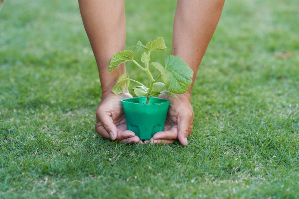 pixta_78484525_M-960x639